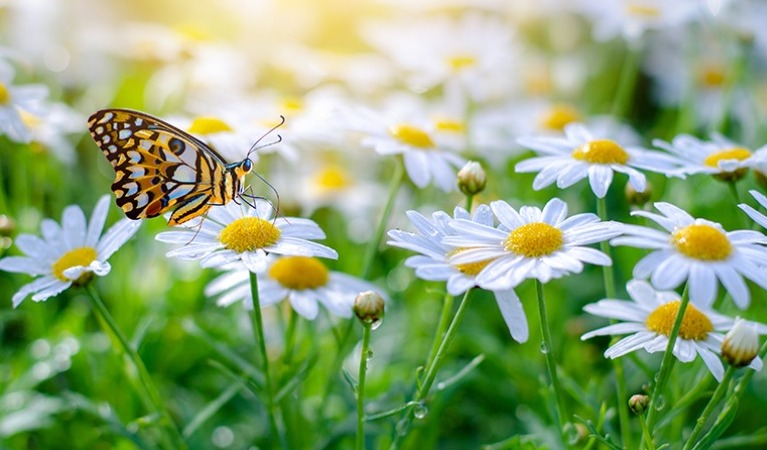 Profumo di Primavera